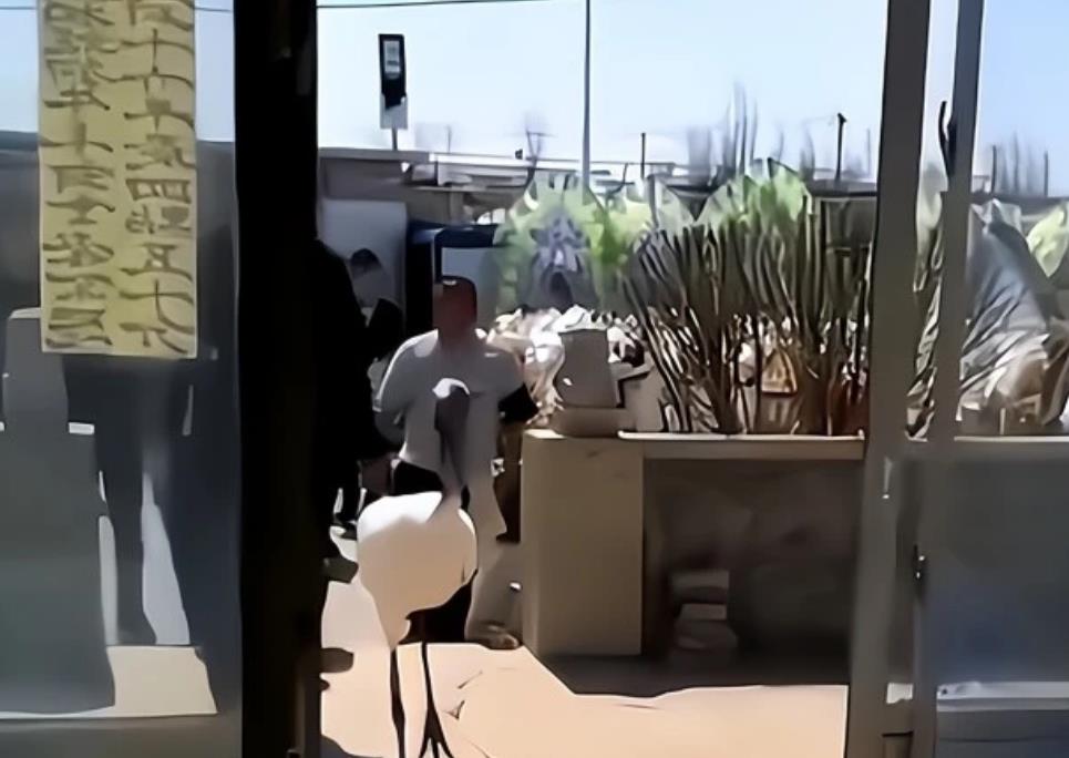 送别离世老人的鹤是花钱请的?官方:不可能的事