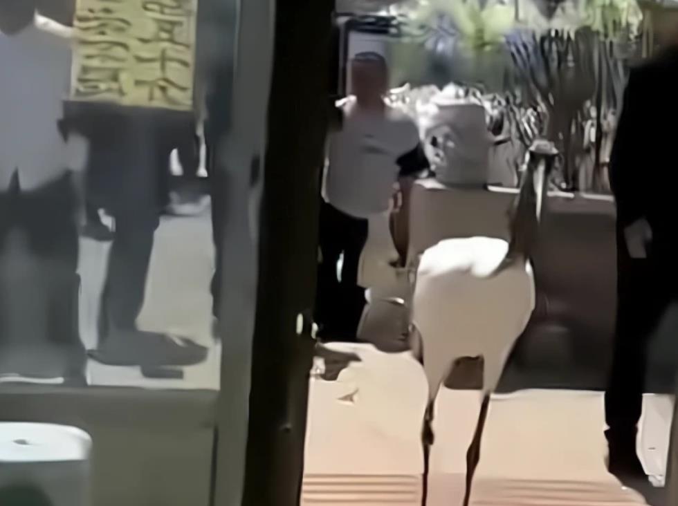 送别离世老人的鹤是花钱请的?官方:不可能的事