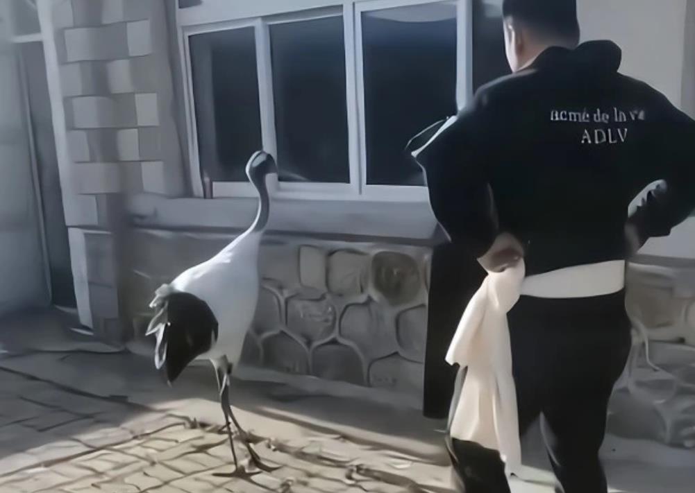 送别离世老人的鹤是花钱请的?官方:不可能的事