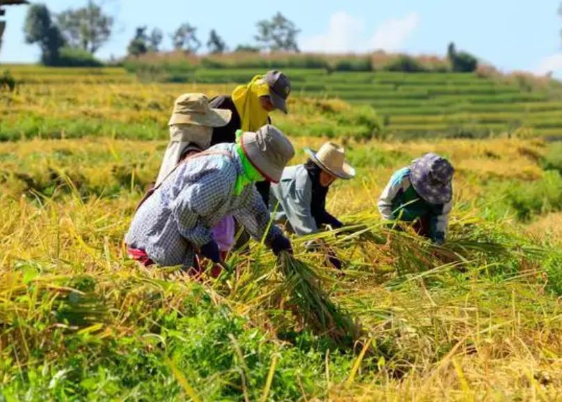 农村交过公粮的农民,2022年每月领1000元补贴,是真的吗?