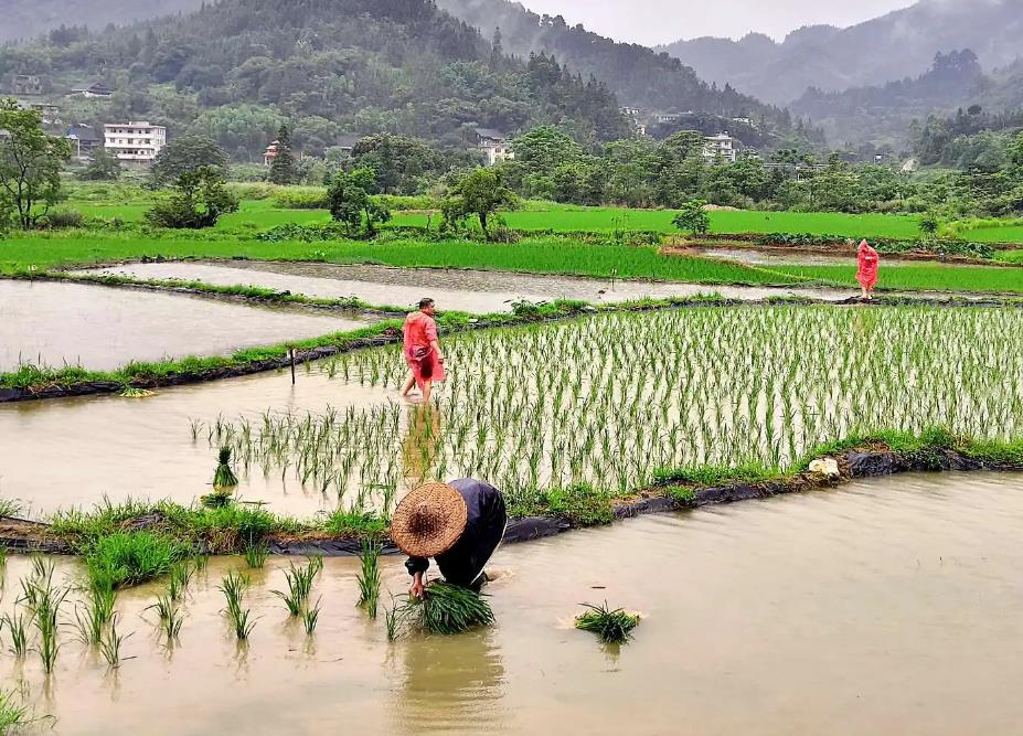 农村交过公粮的农民,2022年每月领1000元补贴,是真的吗?