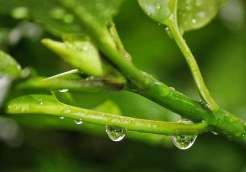 三伏天建议多给孩子吃3绿3白2紫 益脾胃消暑气活力满满度夏 三伏天建议多给孩子吃3绿3白2紫 益脾胃消暑气活力满满度夏