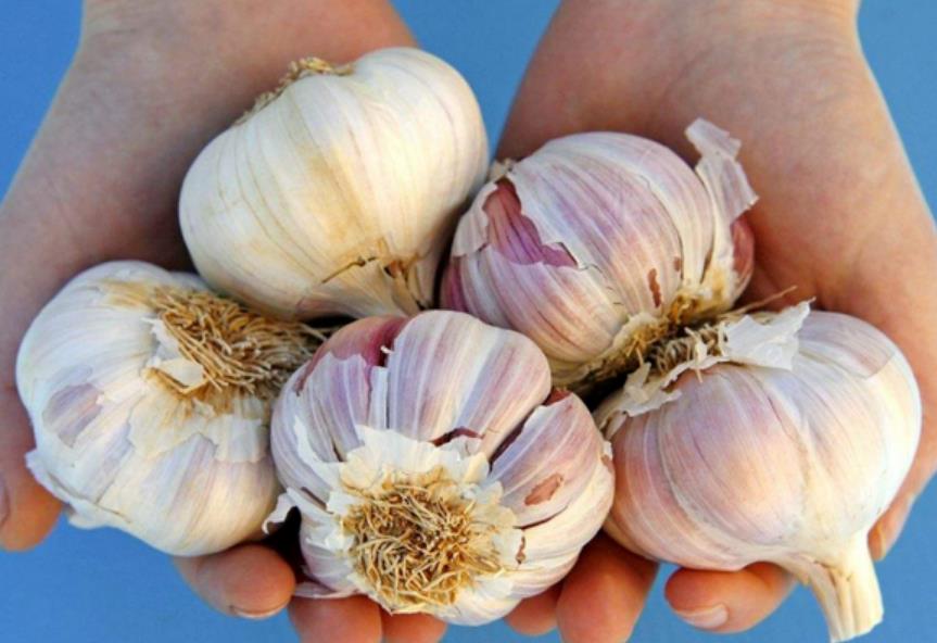 睡前在枕头下放2颗蒜,一段时间后,3个好处或会不请自来 睡前在枕头下放2颗蒜,一段时间后,3个好处或会不请自来