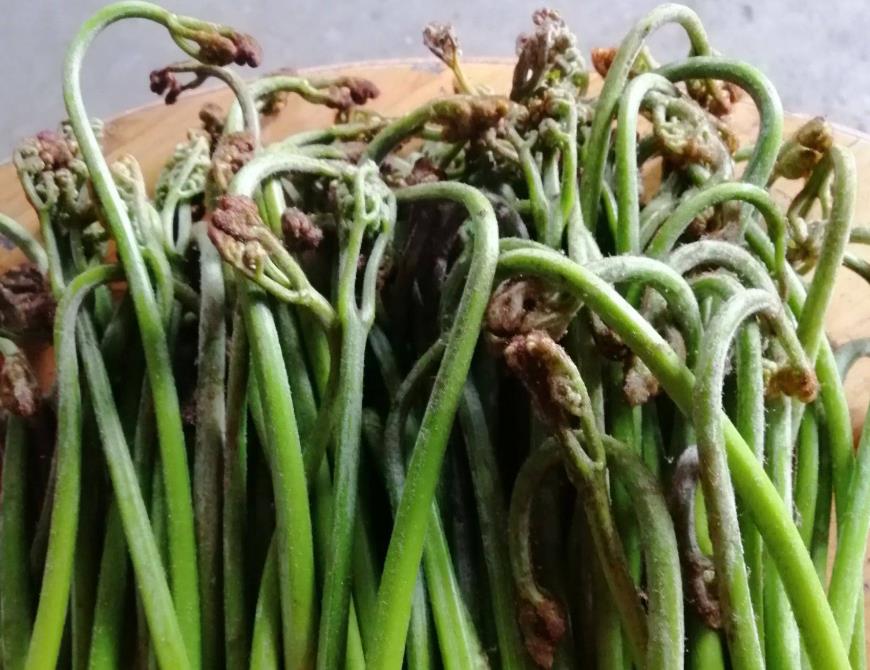 春天,吃山药红薯不如吃它,全身是宝,营养便宜,大人小孩抢着吃 春天,吃山药红薯不如吃它,全身是宝,营养便宜,大人小孩抢着吃