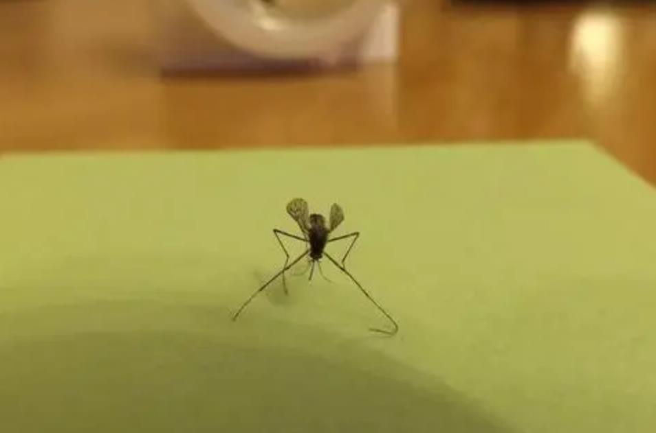 家里蚊子多千万不要慌,教你这2个土方法,一夏天都不用蚊香了! 家里蚊子多千万不要慌,教你这2个土方法,一夏天都不用蚊香了!