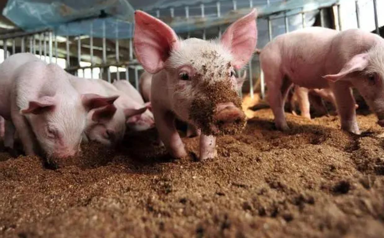 女子花8000元网上“云养”一头猪