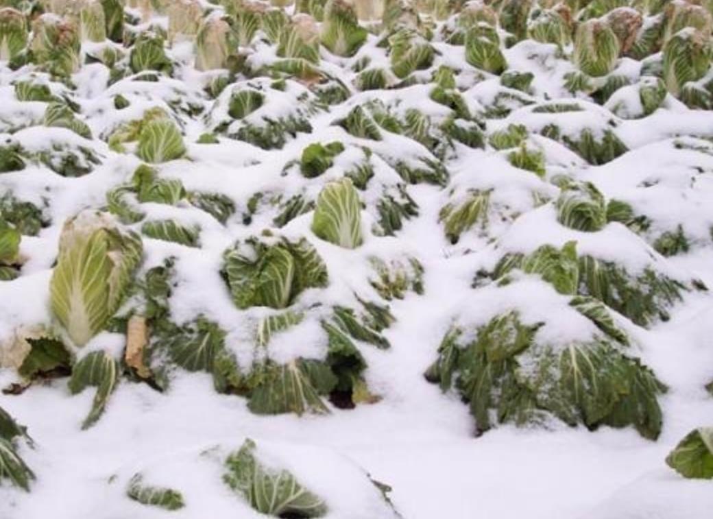 冬在头,冻死牛;冬在中,单衣过冬;冬在尾,倒春寒,今年是啥? 冬在头,冻死牛;冬在中,单衣过冬;冬在尾,倒春寒,今年是啥?